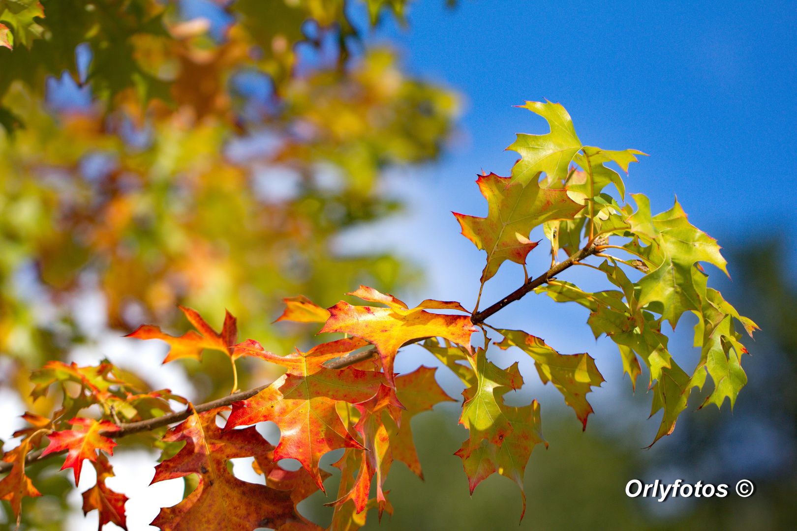 Otoño en Houston