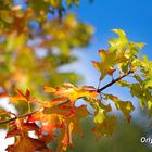 Otoño en Houston