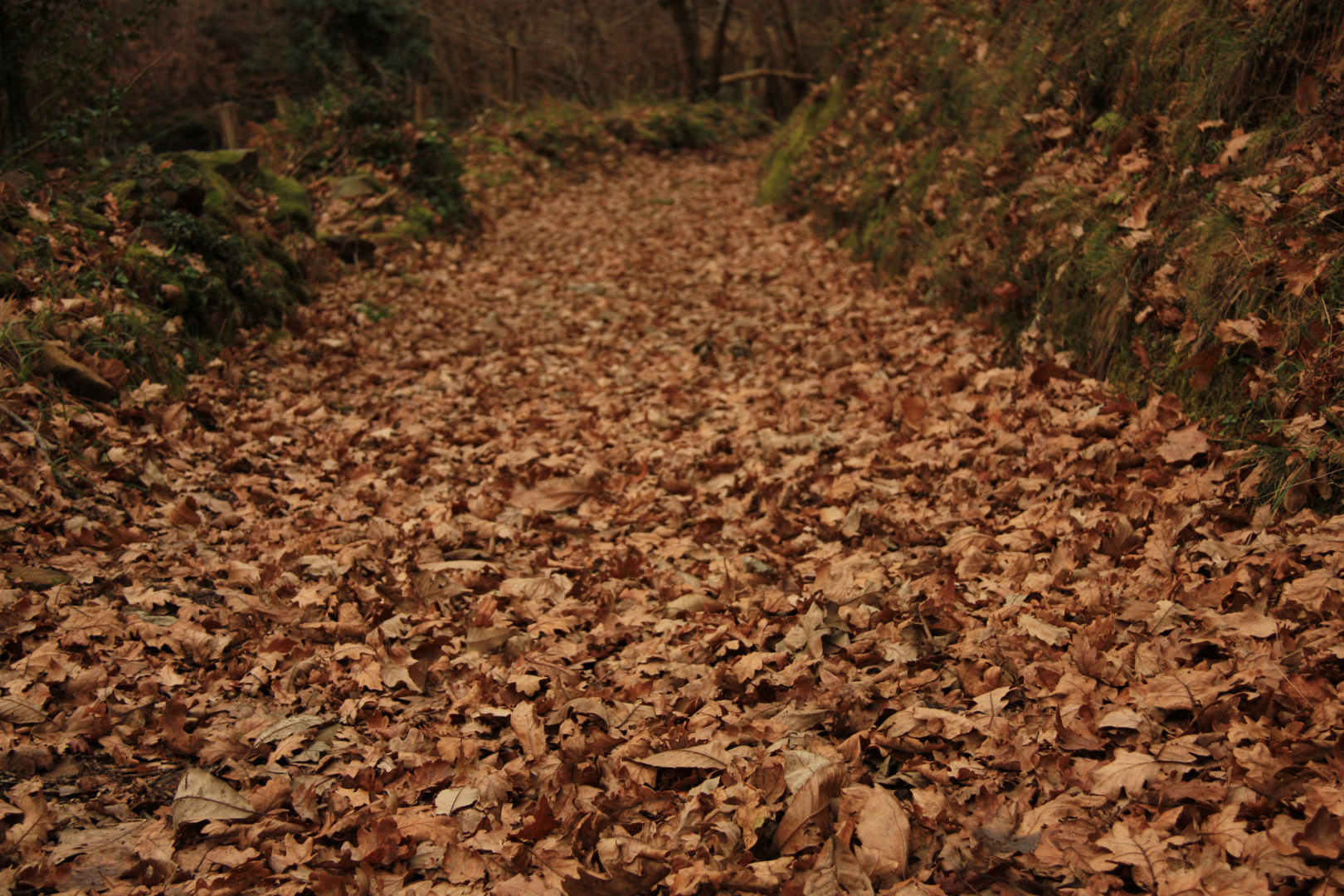 Otoño en Invierno