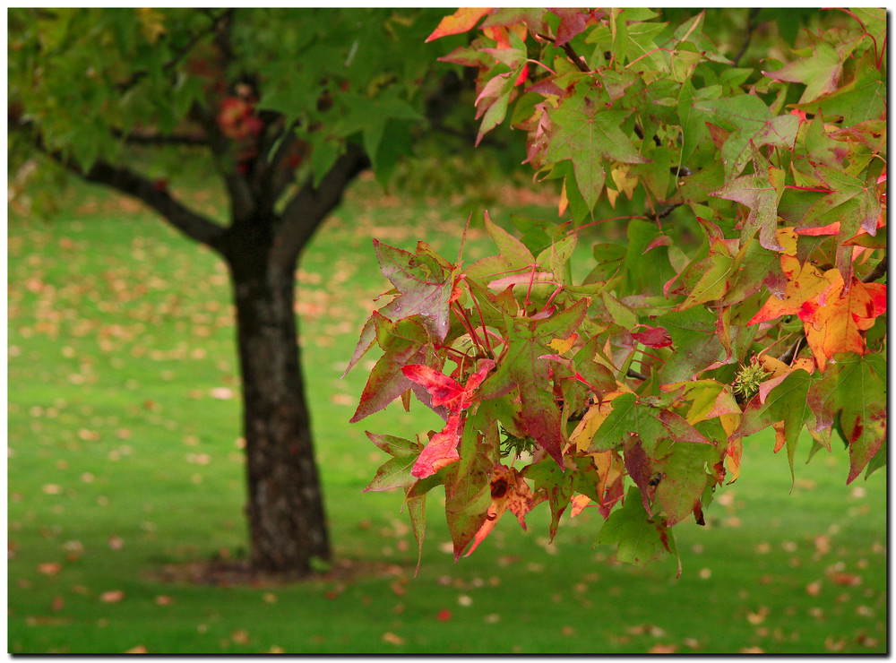 Otoño en Iruña