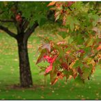 Otoño en Iruña