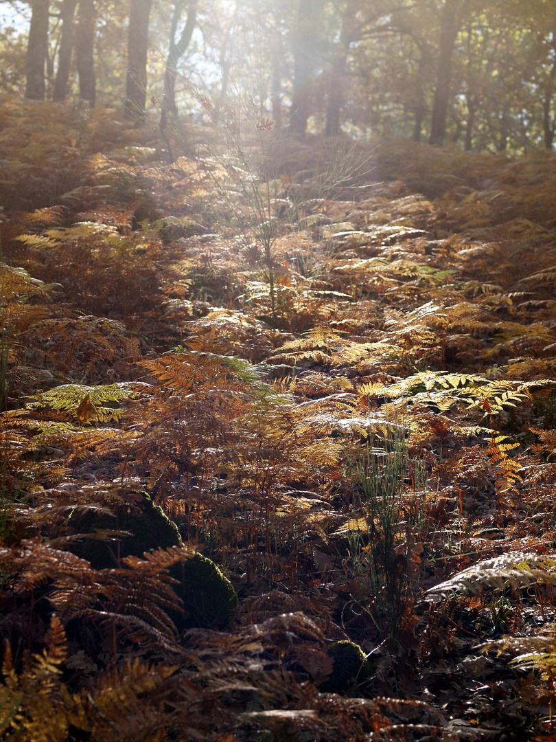 otoño en Jerte