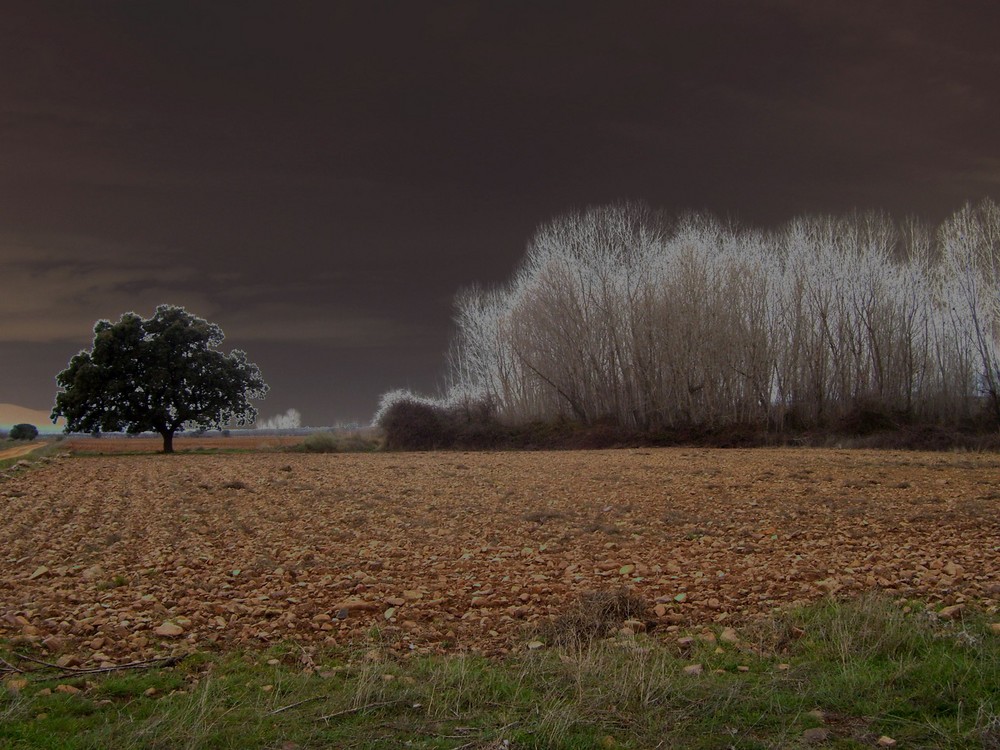 Otoño en la alameda...FERNANDO LÓPEZ   fOTOGRAFÍAS...