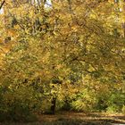 OTOÑO EN LA NATURALEZA