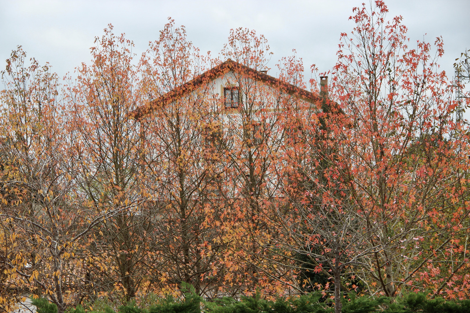 Otoño en la naturaleza