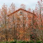 Otoño en la naturaleza