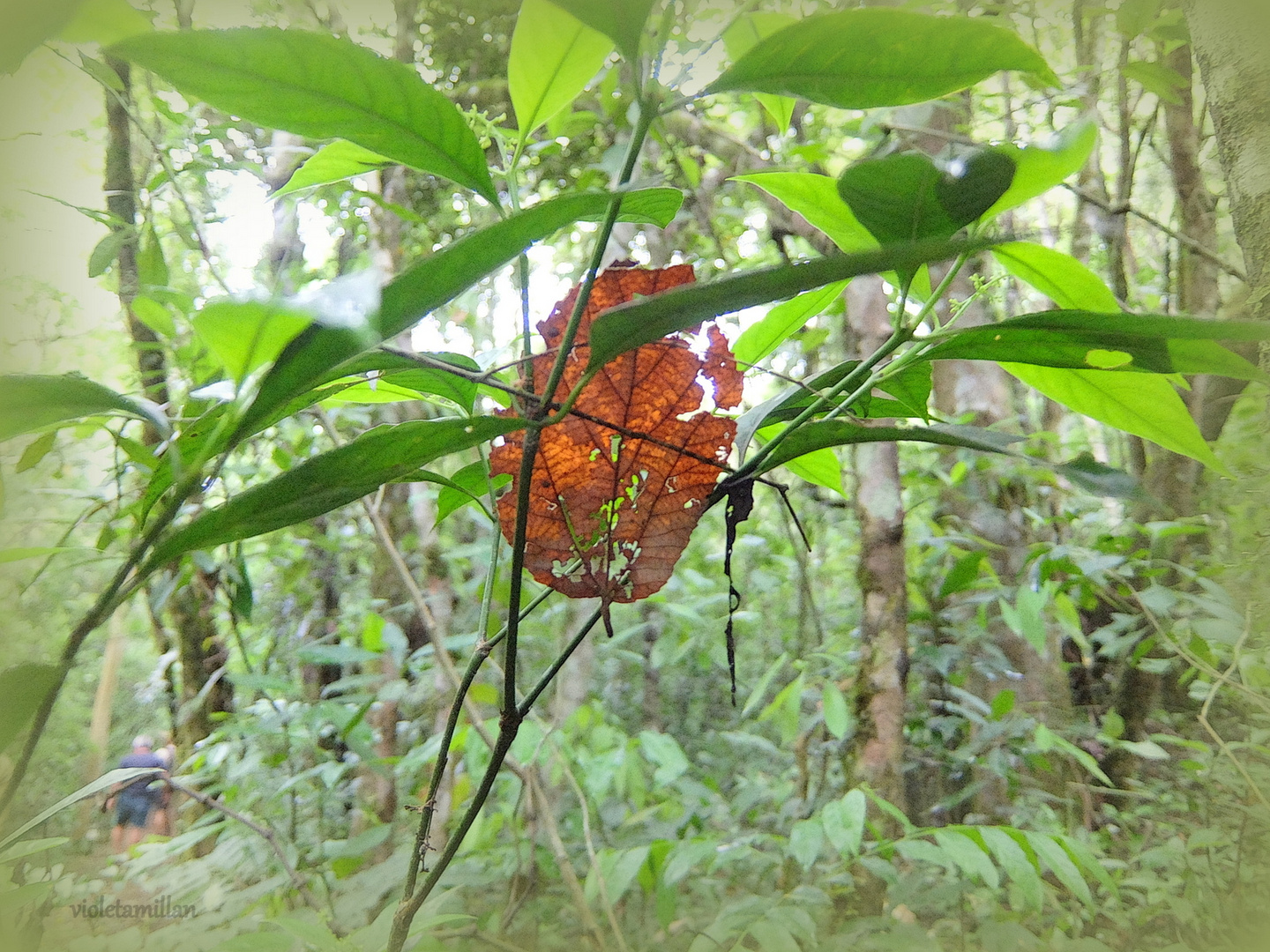 OTOÑO EN LA SELVA