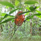 OTOÑO EN LA SELVA