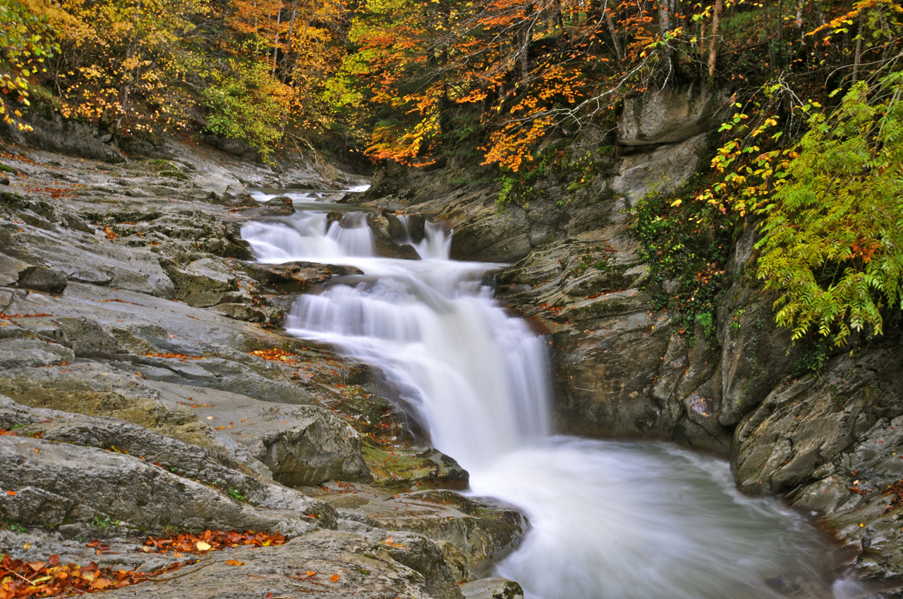 Otoño en la selva de Irati