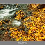 Otoño en la Sierra VI