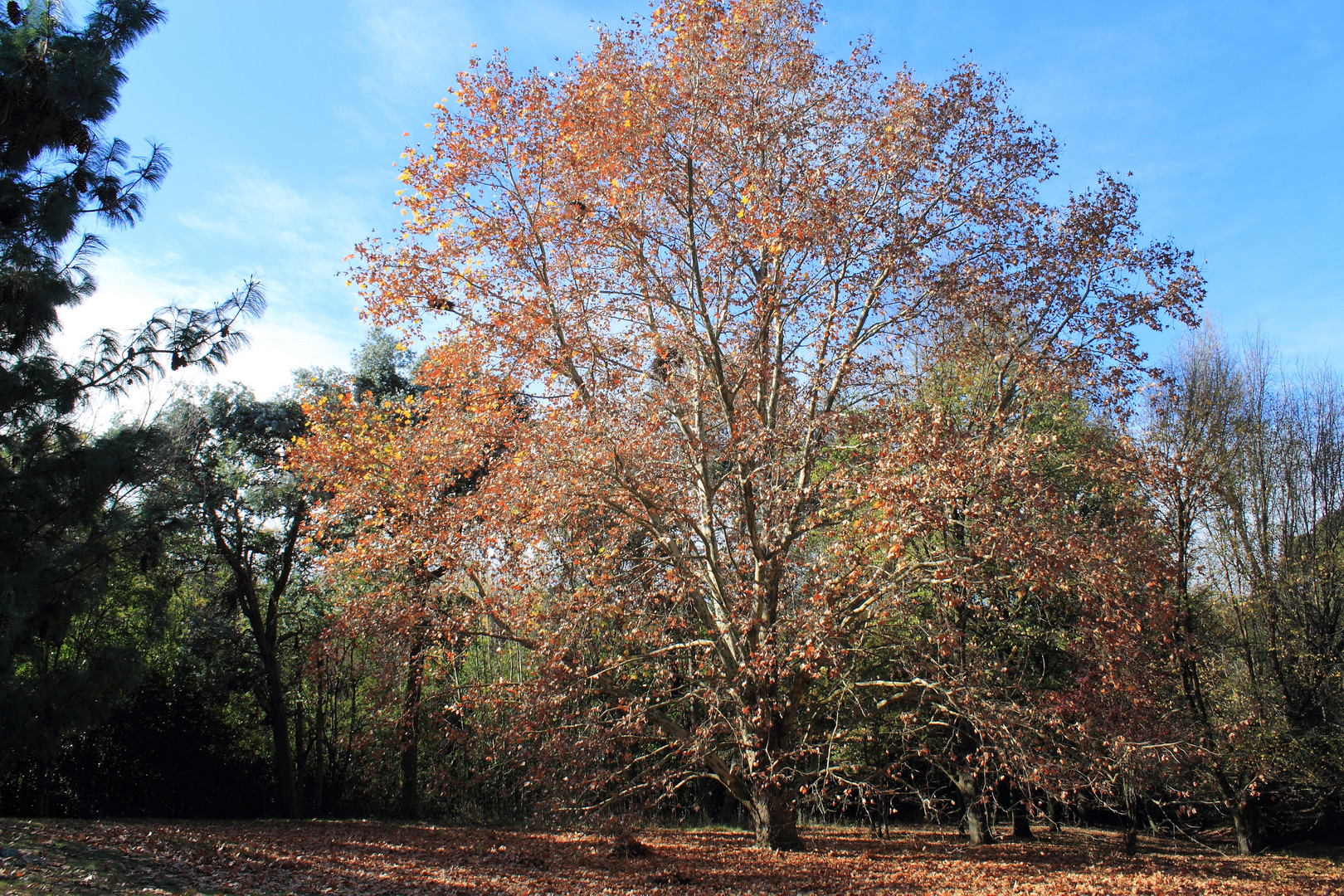 Otoño en las sierras.