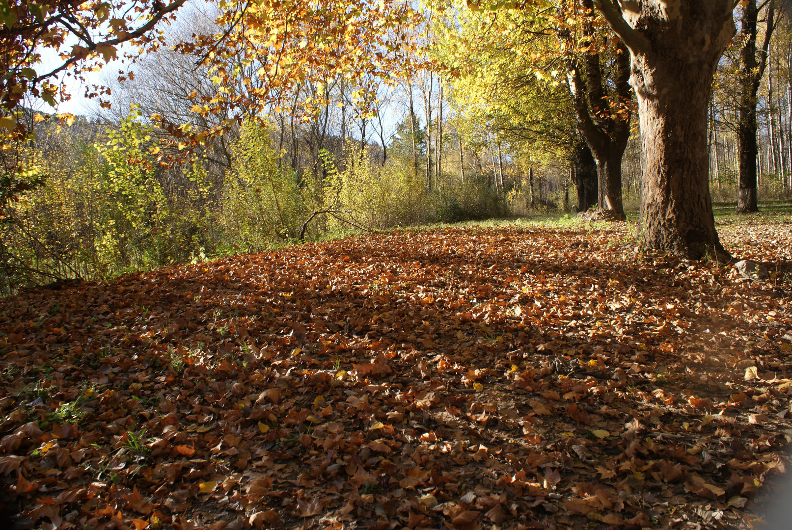 OTOÑO EN LAS SIERRAS DE CORDOBA