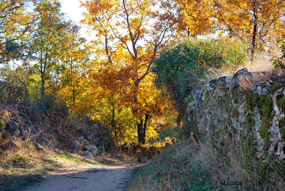 otoño en los caminos 1