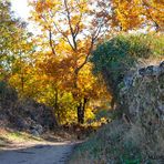 otoño en los caminos 1