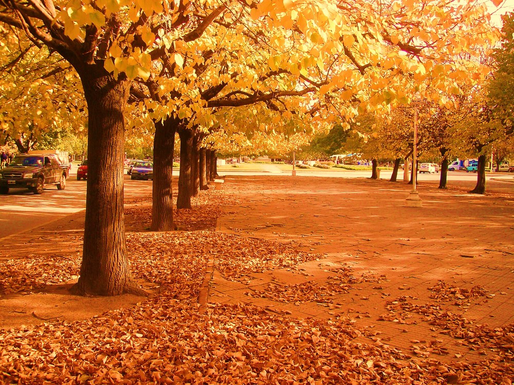 otoño en mi plaza,necochea argentina