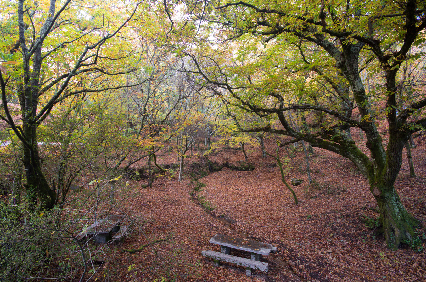 Otoño en monte Aloia