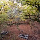 Otoño en monte Aloia