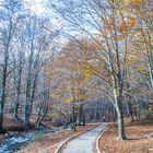 Otoño en Montseny 