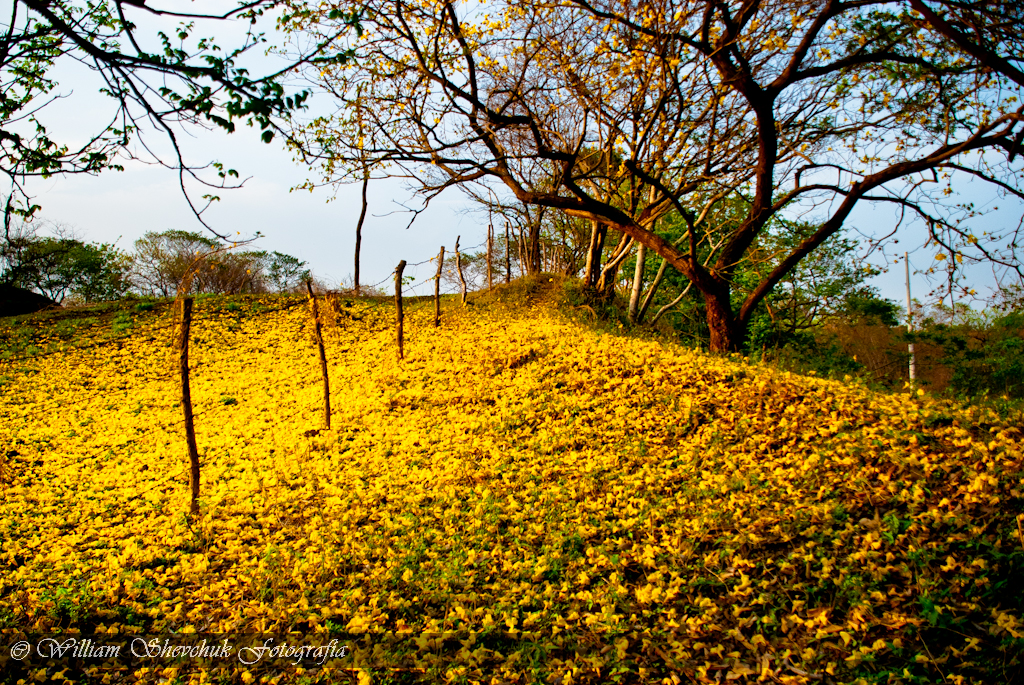 Otoño en Nicaragua