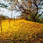 Otoño en Nicaragua