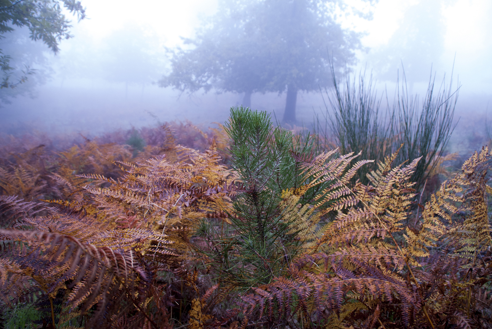 Otoño en niebla