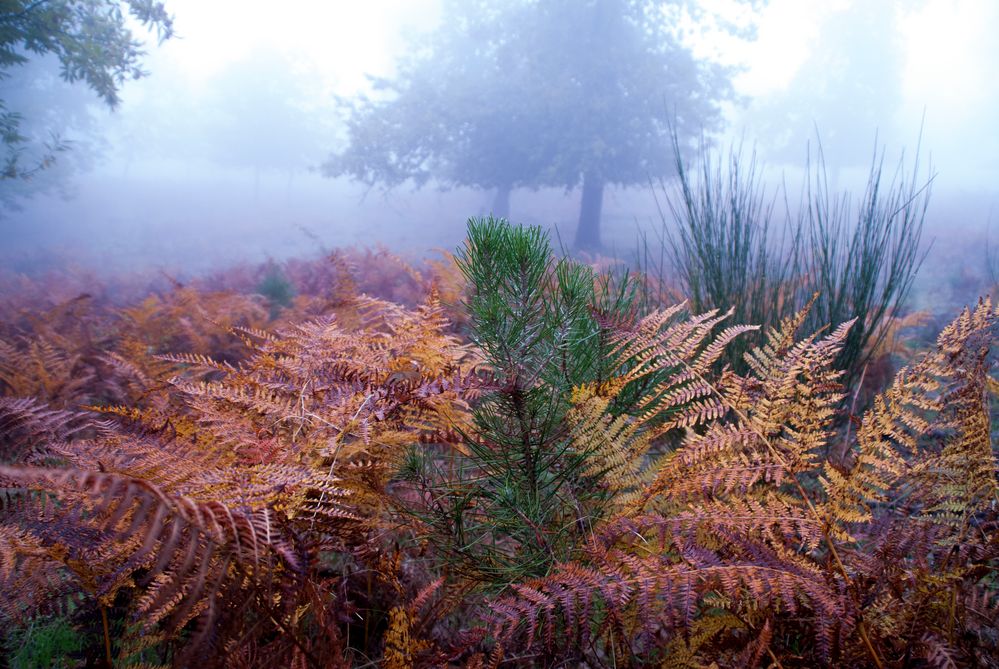 Otoño en niebla de Mike Trimol 