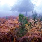 Otoño en niebla