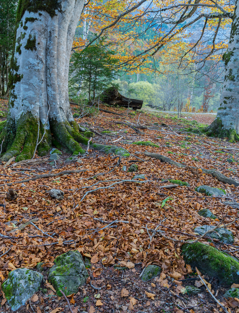 Otoño en Ordesa