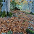 Otoño en Ordesa