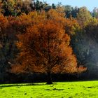 Otoño en Ordunte