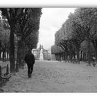 otoño en Pau   (   Francia   )