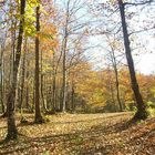 Otoño en Rioseco