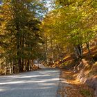 Otoño en Selva de Oza