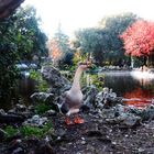 Otoño en Viterbo