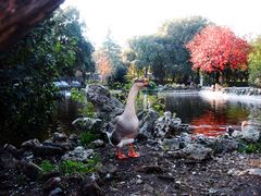 Otoño en Viterbo