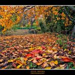 Otoño entre Zaragoza y Soria