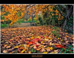 Otoño entre Zaragoza y Soria