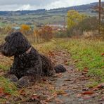 otoño (Herbst)