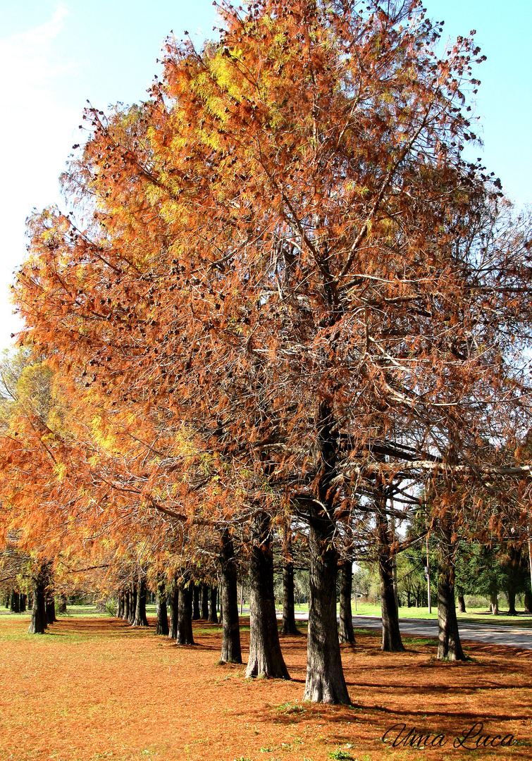 Otoño.. hermoso otoño..