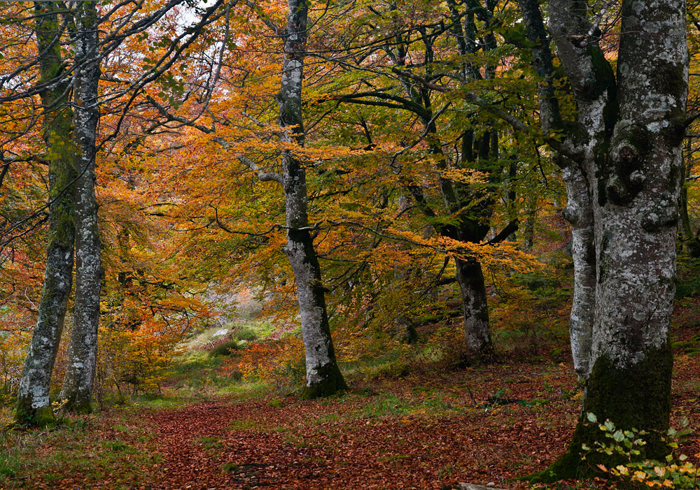 Otoño II