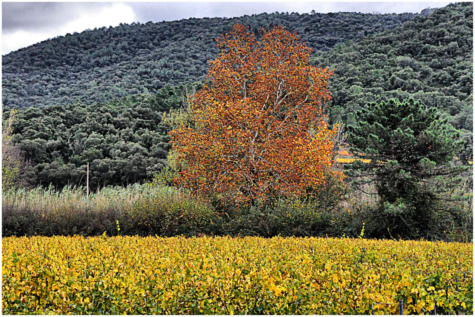 OTOÑO IMPRESIONISTA