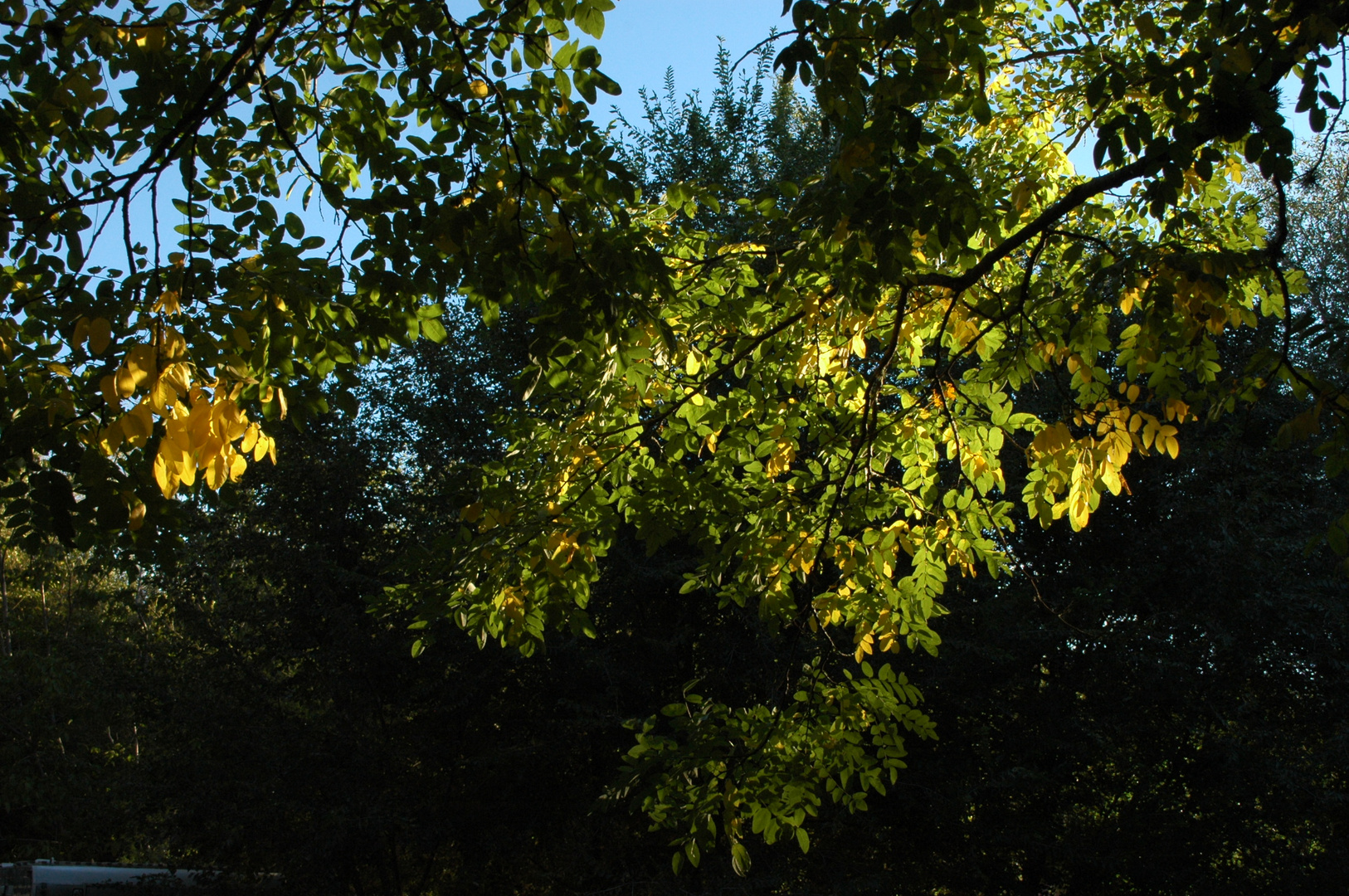 otoño incipiente