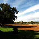 Otoño mallorquín