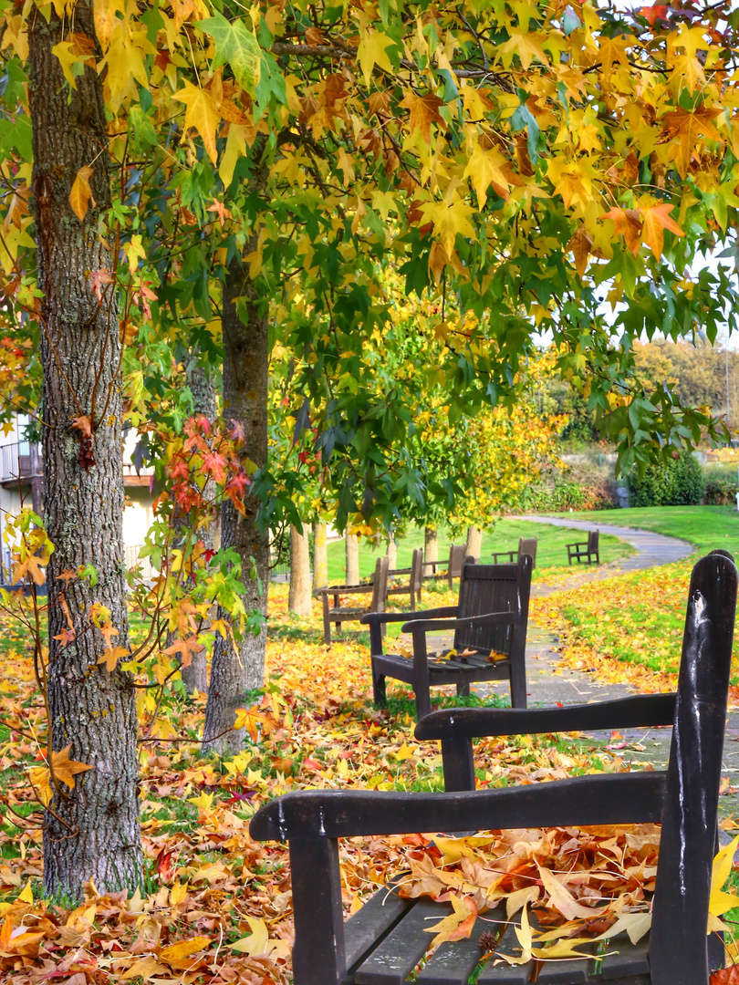 Otoño maravilloso (II) 