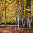 Otoño. Panorámica 