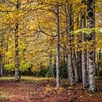 Otoño. Panorámica 