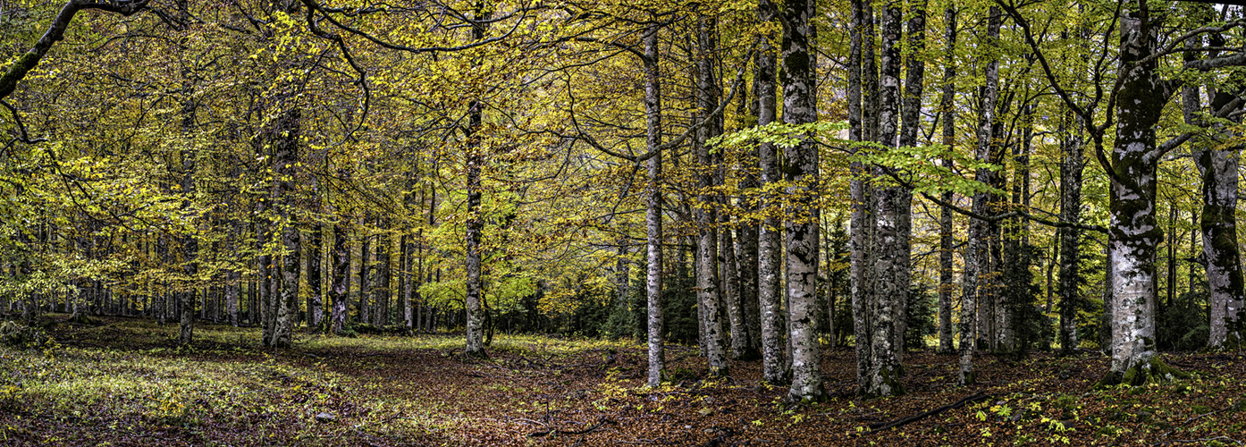 Otoño. Panorámica 