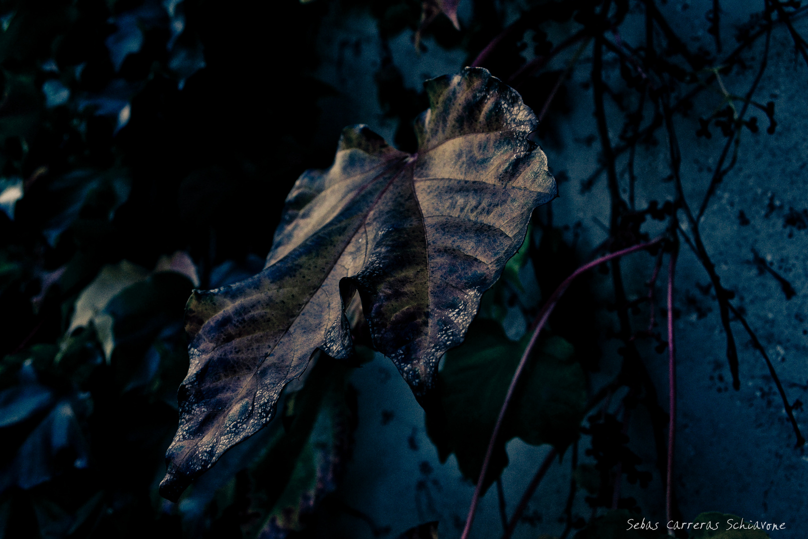 OTOÑO PORTEÑO