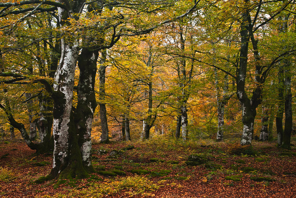 Otoño... Siempre otoño