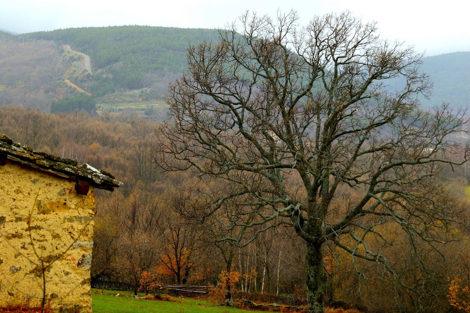 Otoño sin Hojas